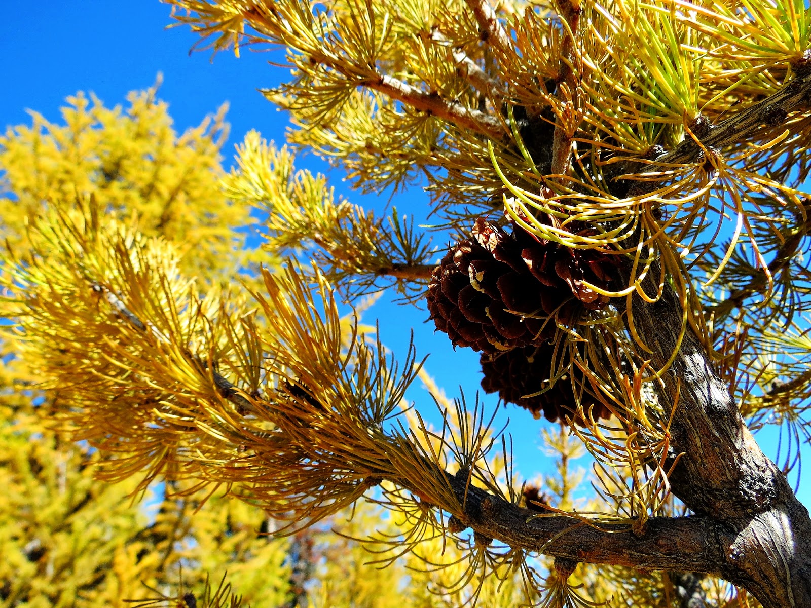 Larch+Valley+16
