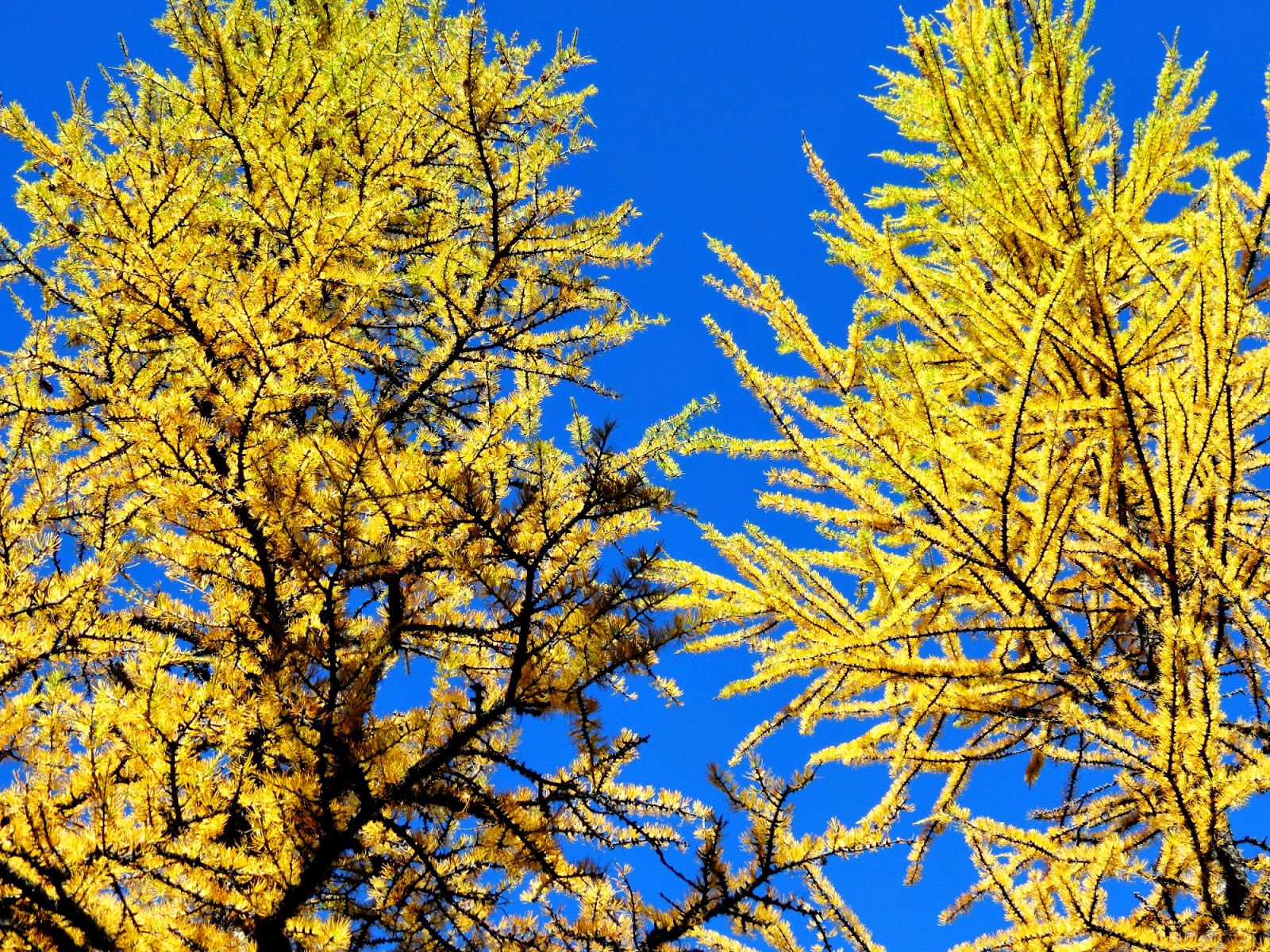 Larch+Valley+22