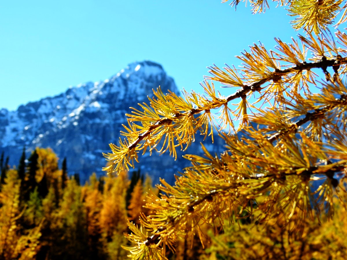 Larch+Valley+23