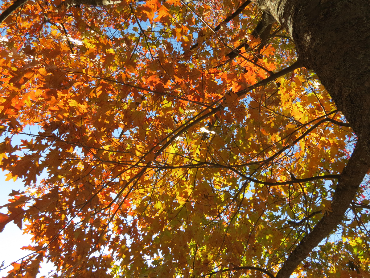kootenay herbst 2